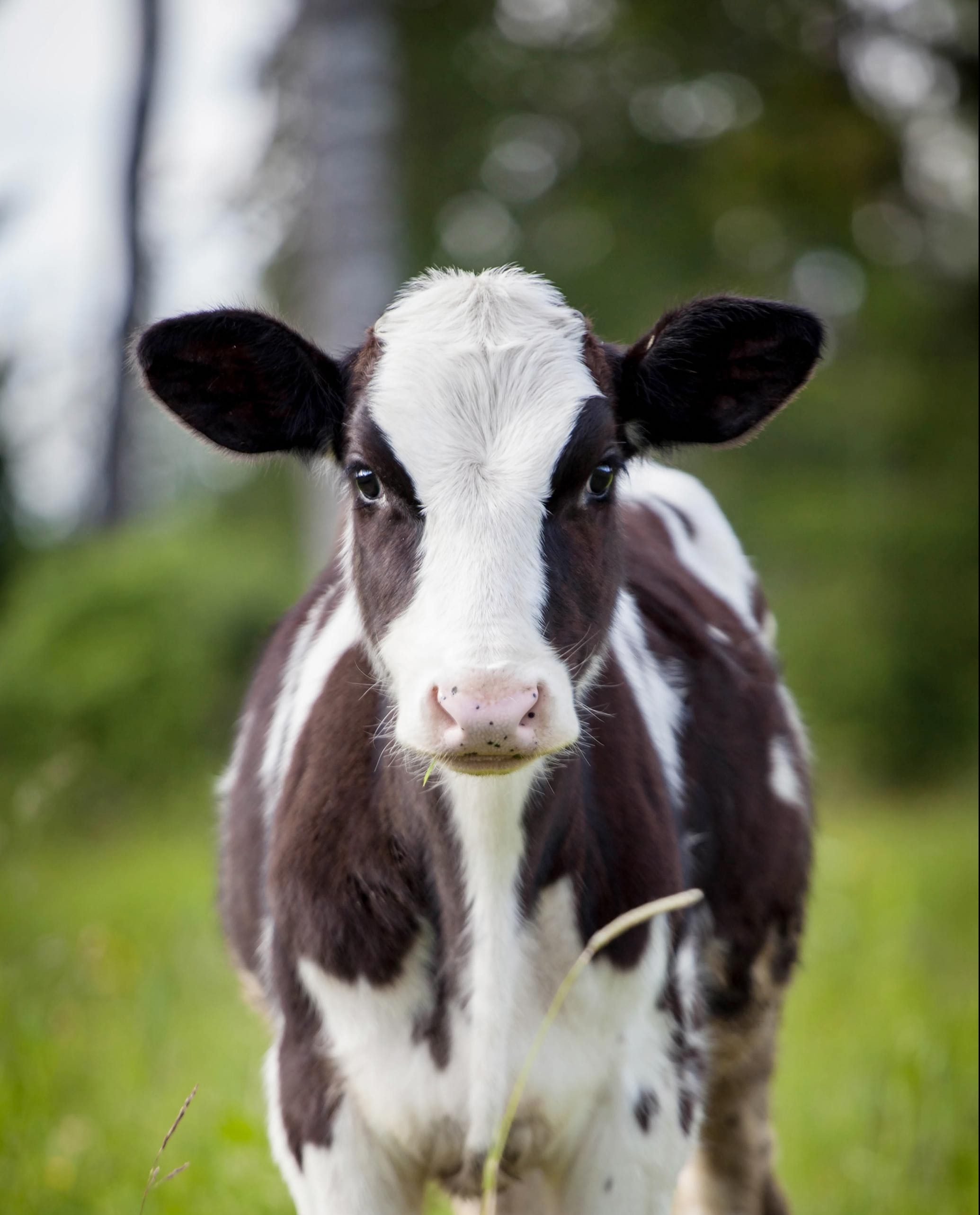 frontal image of a cow