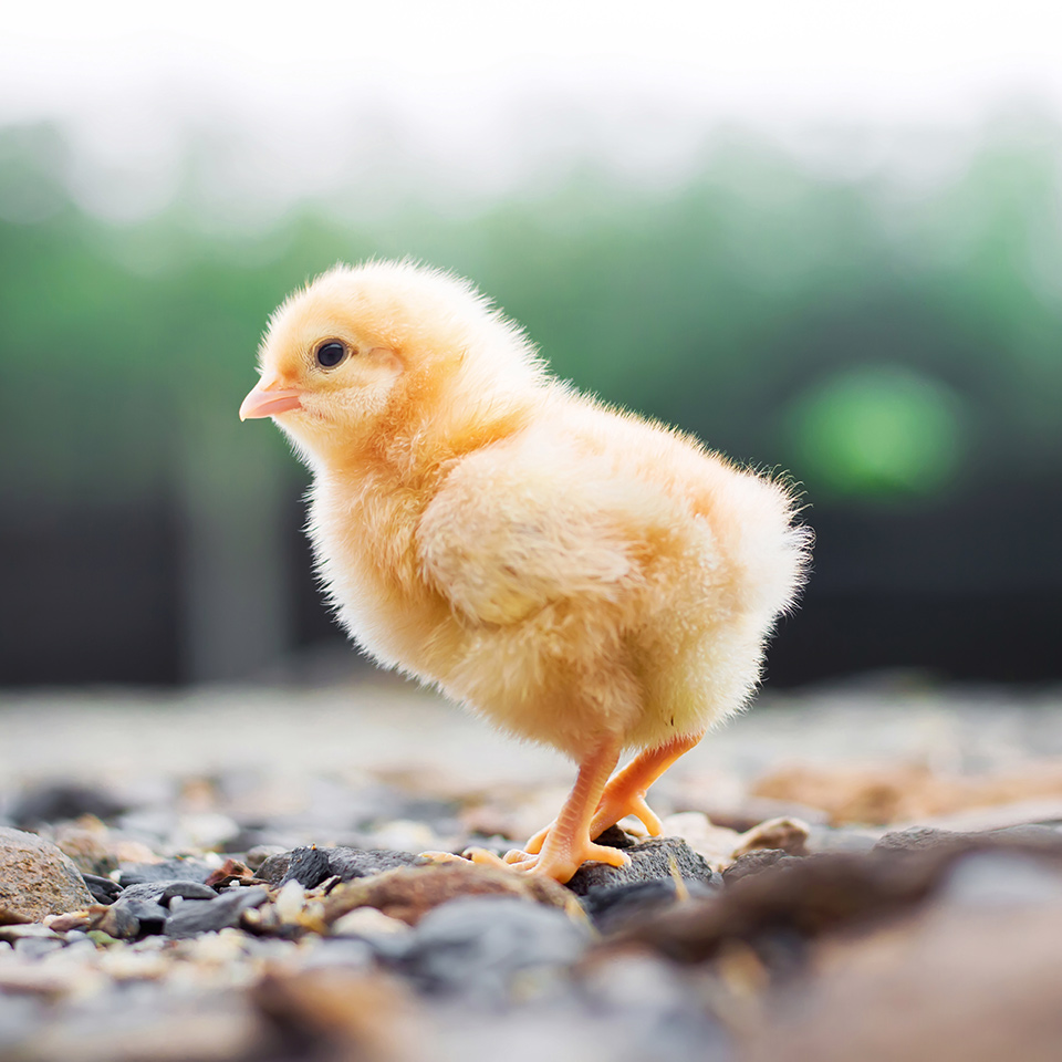 a baby chick in nature