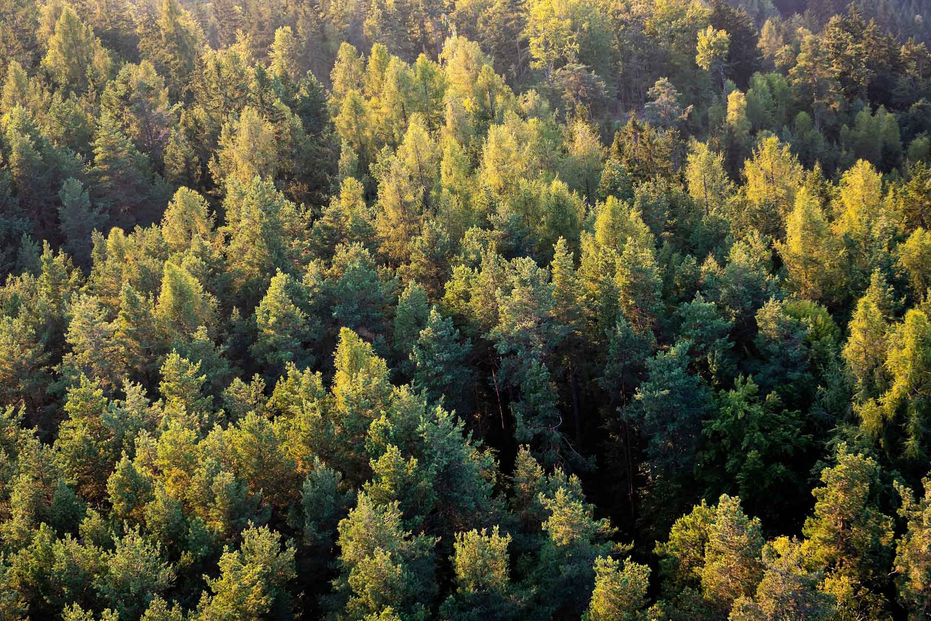 top view of a forest