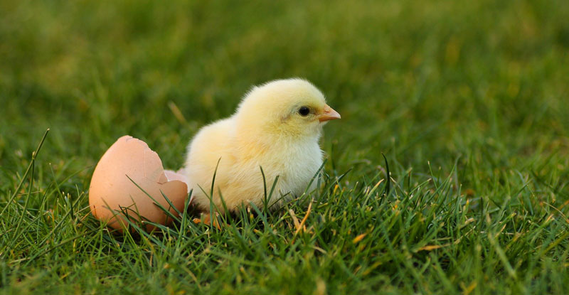 a baby chick next to a broken egg on grass