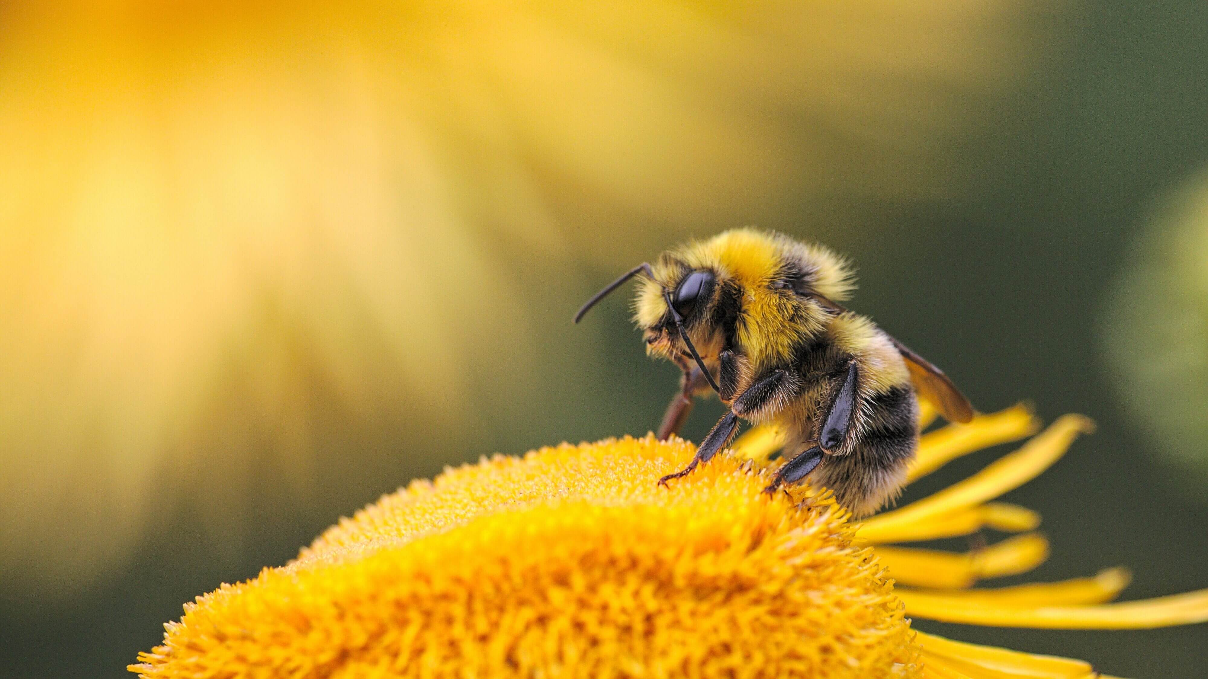 A bee sitting on a yellow flower