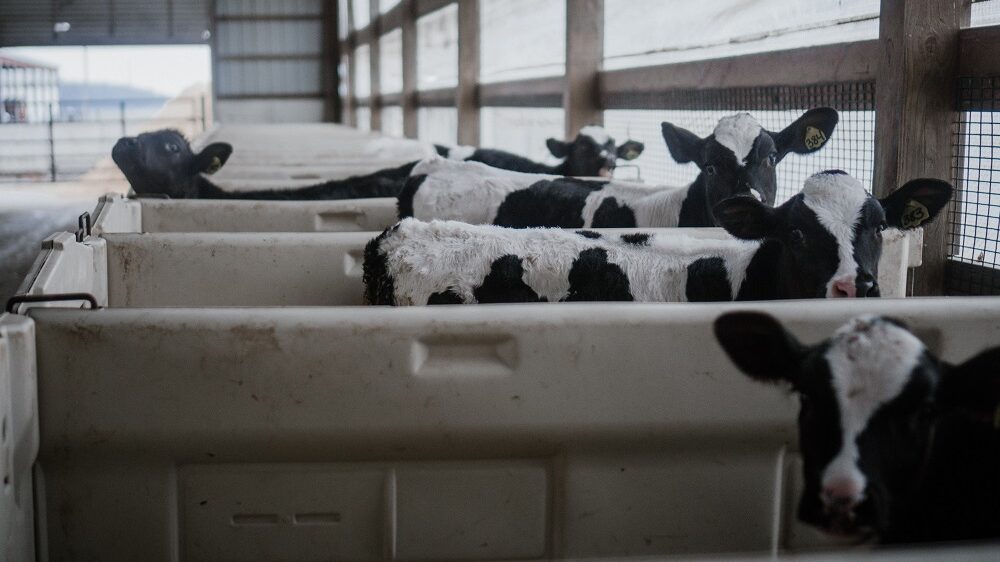 cows in small cells in a row