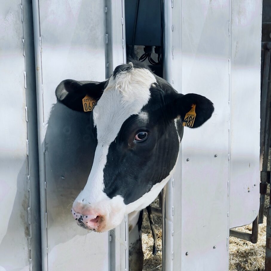 a cow with the head locked