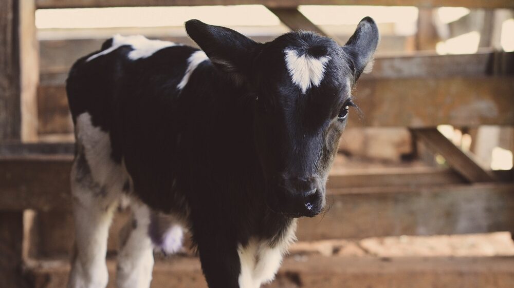 a calf in a dairy farm separated from its mother