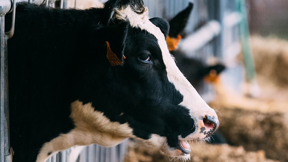 a caged cow in the dairy industry