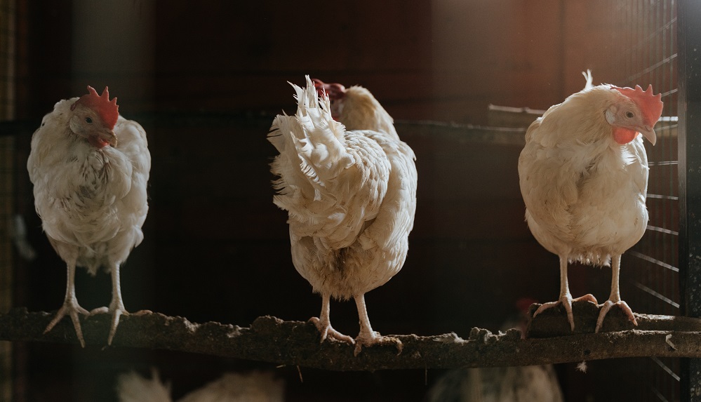 3 chickens standing on a brench in a big cage