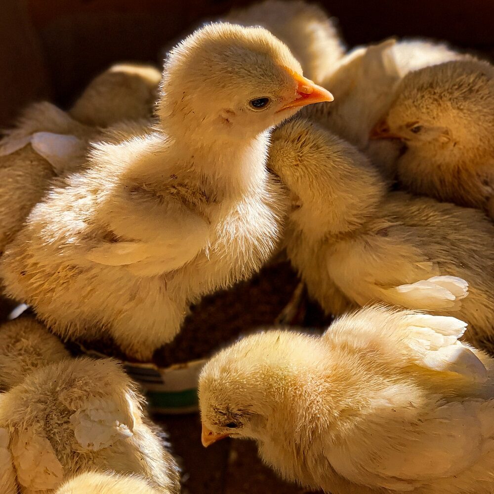 baby chicks in the egg industry