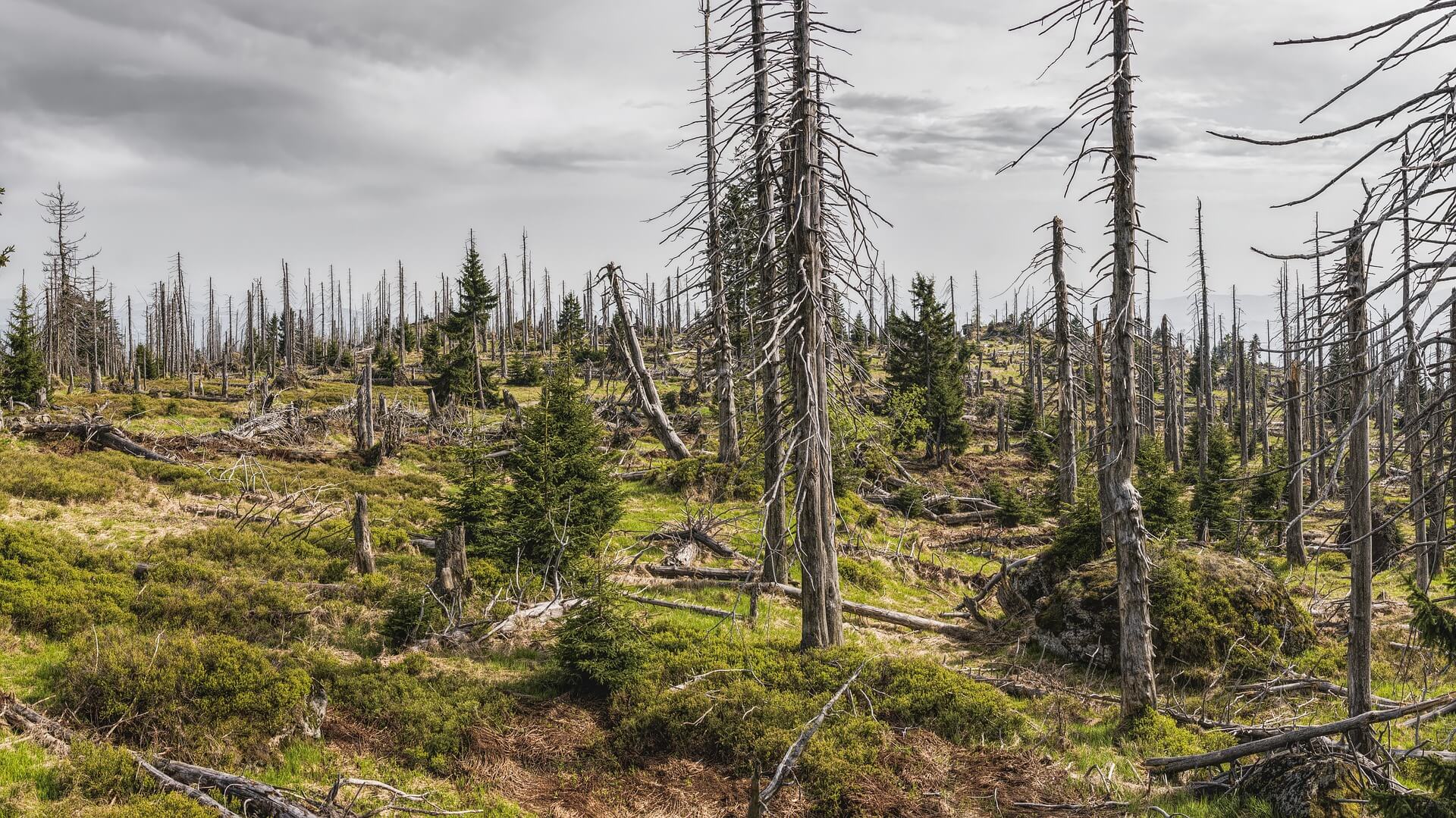 forest after a disaster