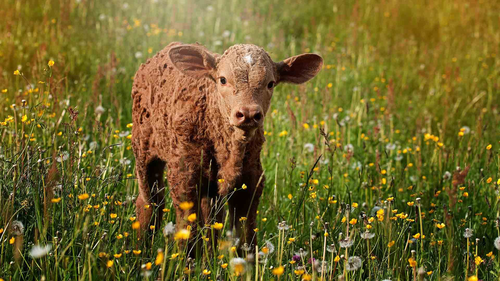 cute little calf in field