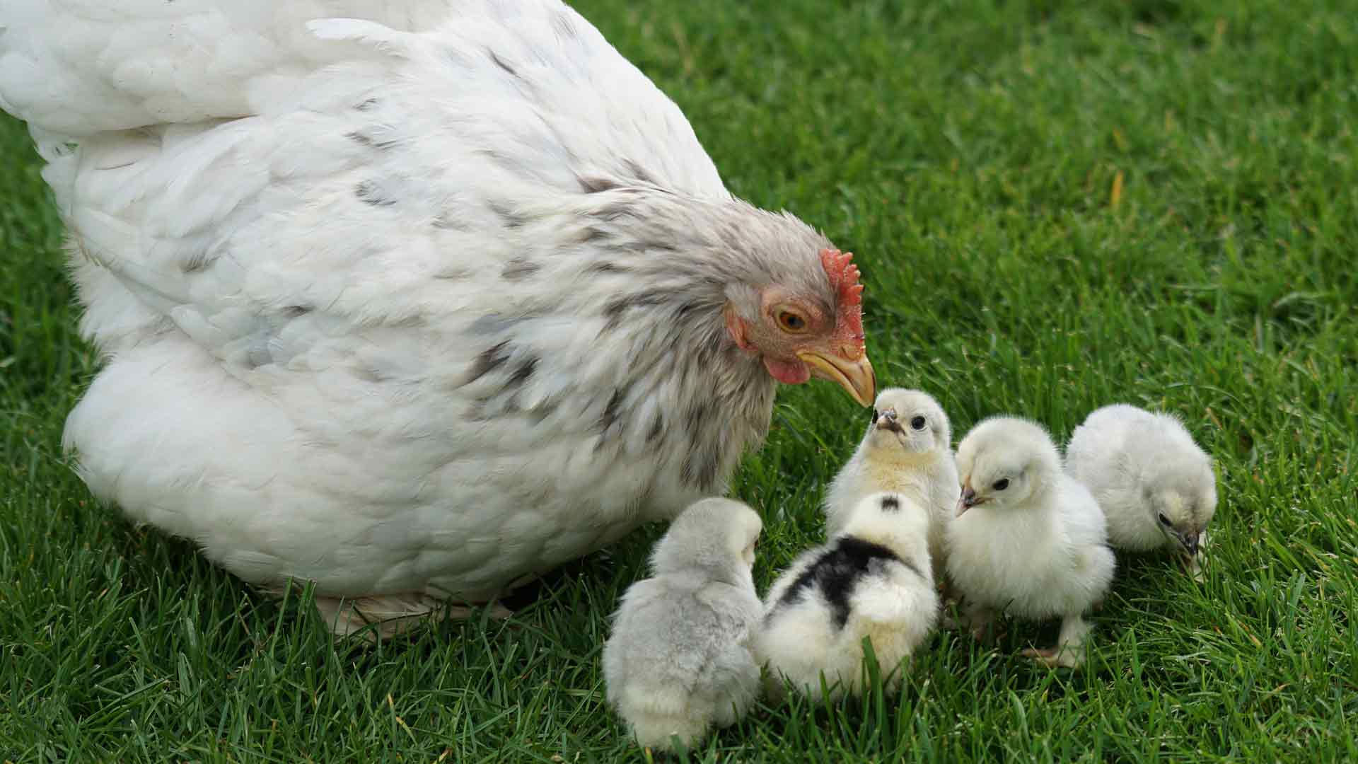 a female chicken taking care of her baby chics in nature