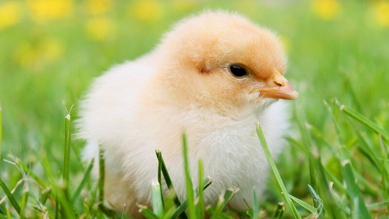 a baby chick in nature