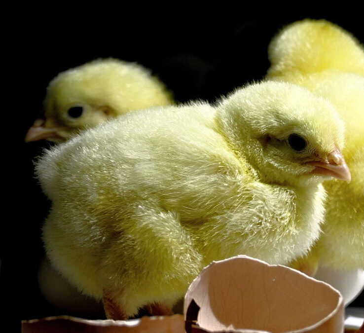 several baby chicks next to broken egg shells