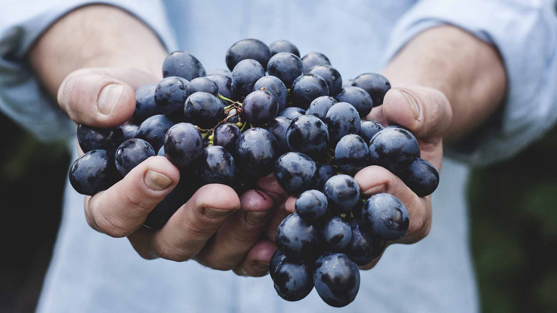 man holding a cluster of purple grapes