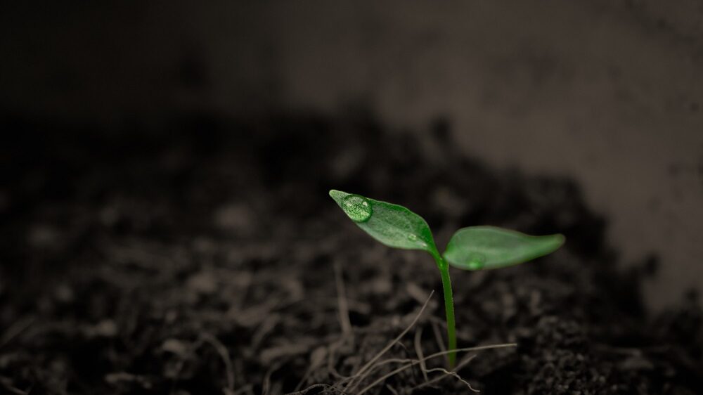 a green sprout coming out of the soil