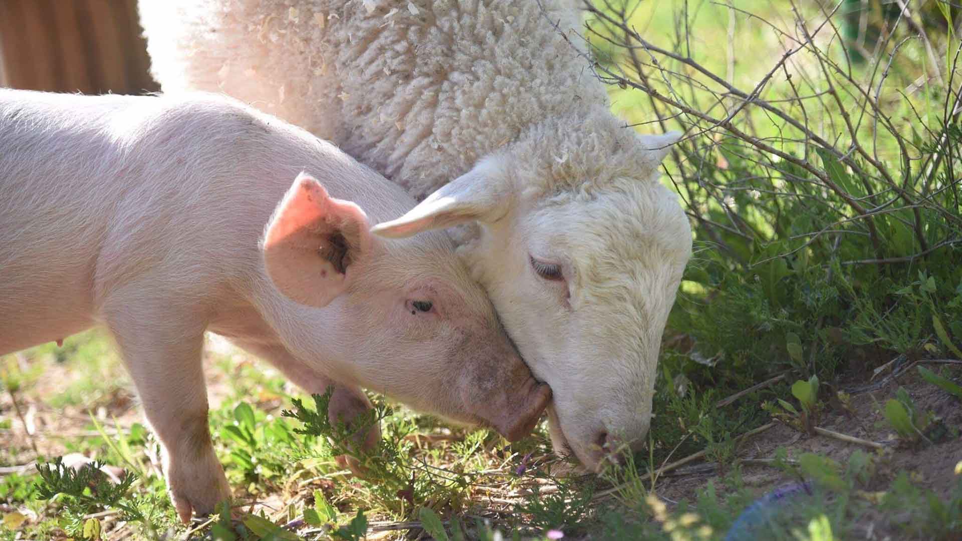 pig and sheep eating from the ground in nature