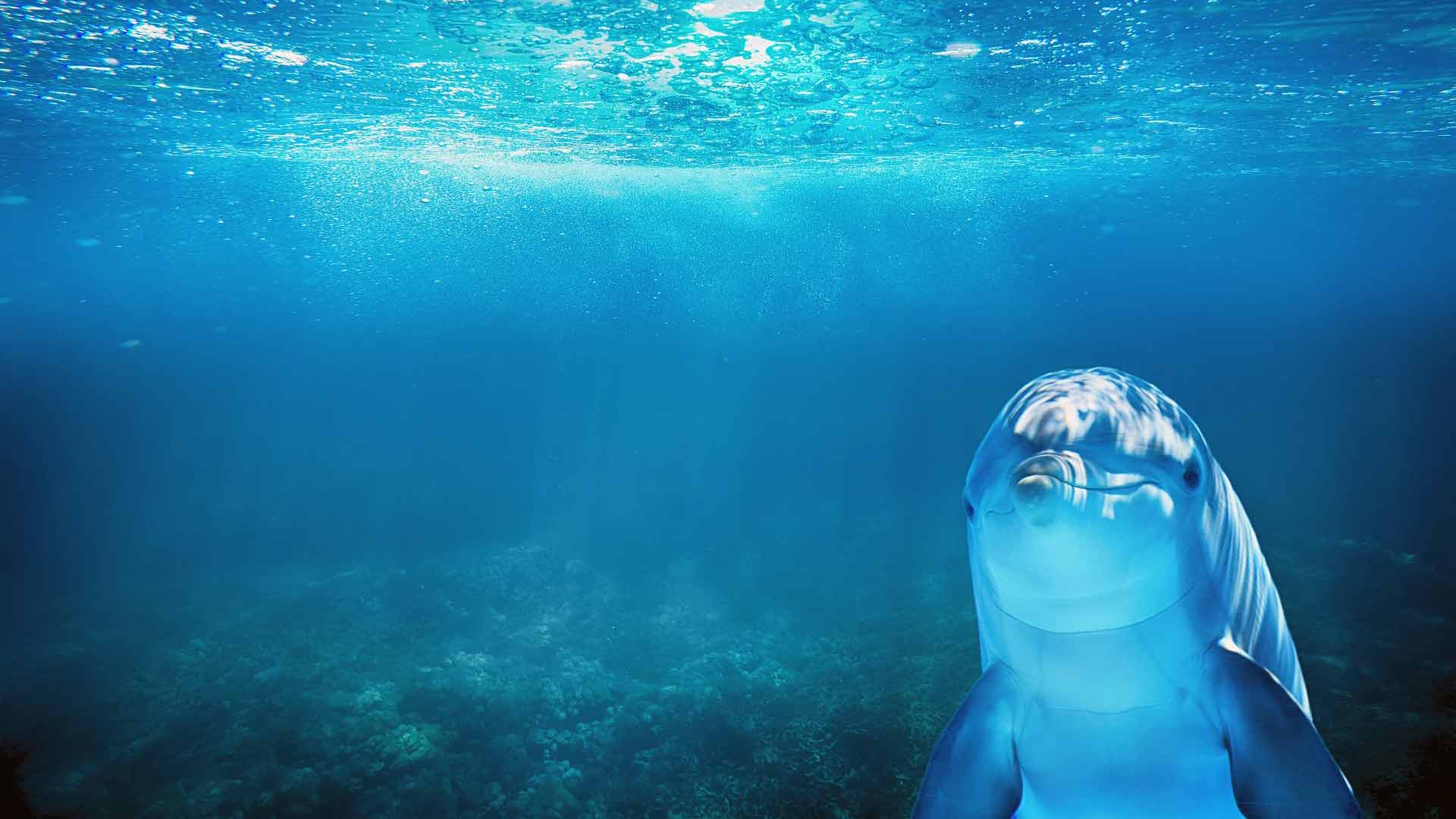 a dolphin in the sea looking directly to the camera