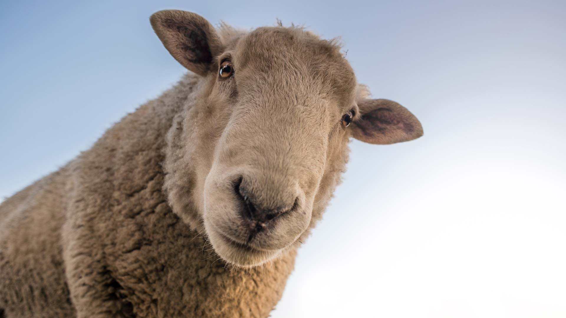 sheep looking down to the camera