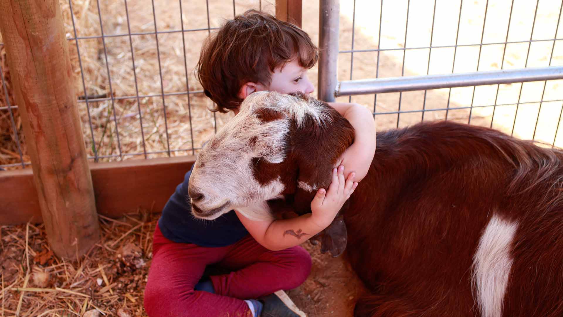 a young child hugging a goat