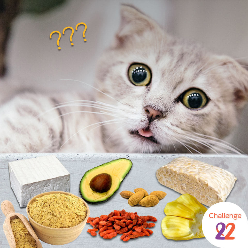 cat confused face next to unusual vegan foods