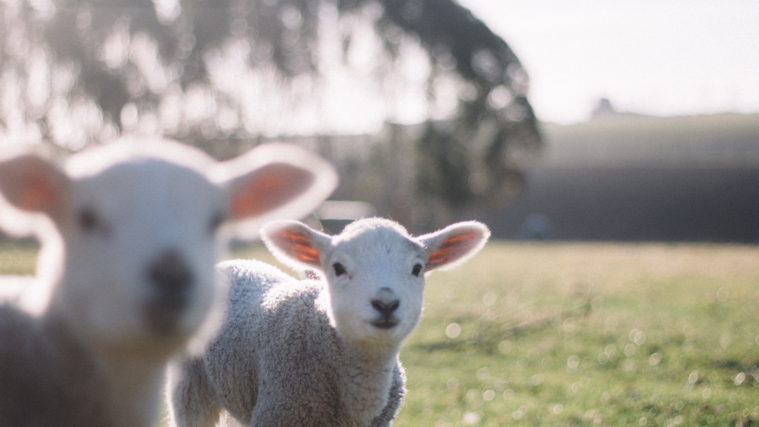two lambs playing on the grass