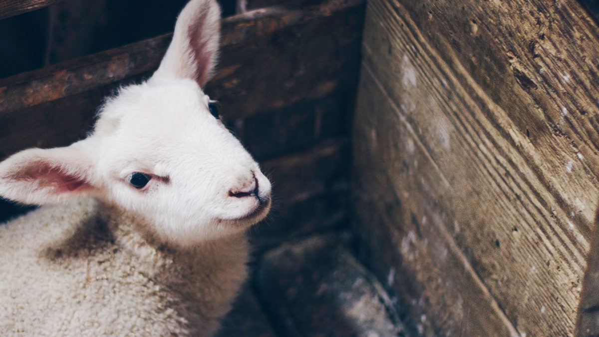 baby lamb