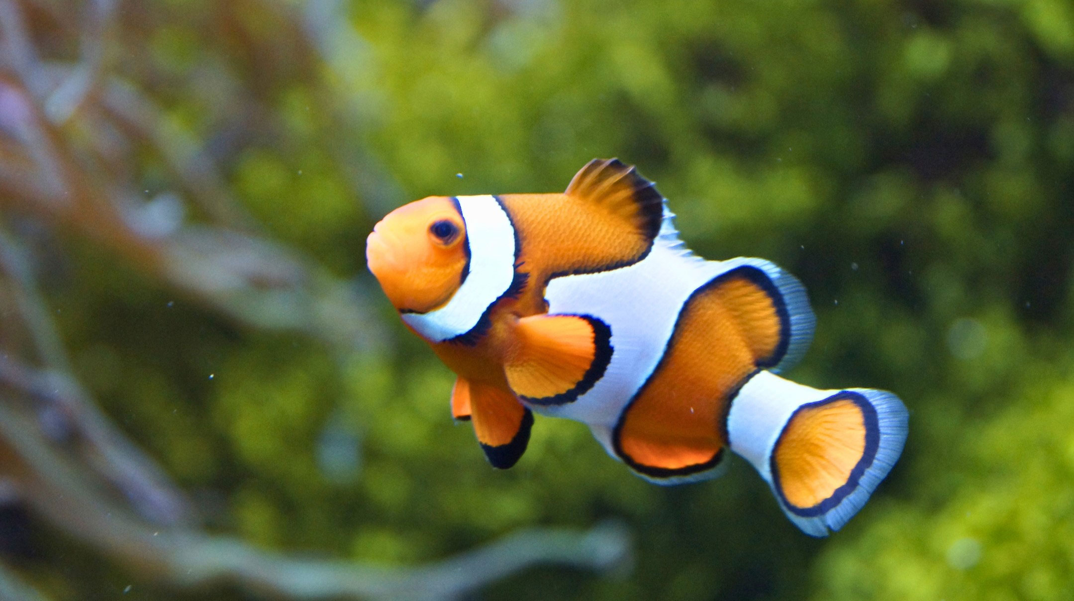 a small clown fish swimming in water