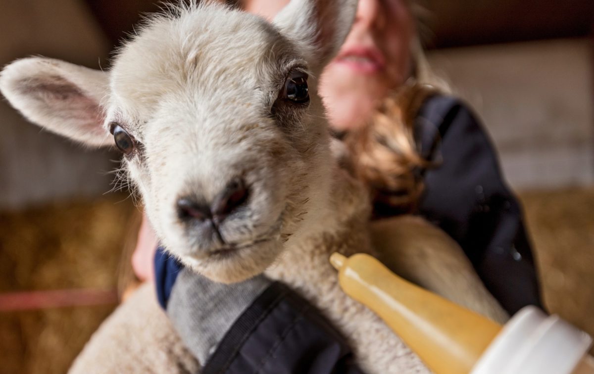 woman holding a tiny lamb while he's being fed from a bottle