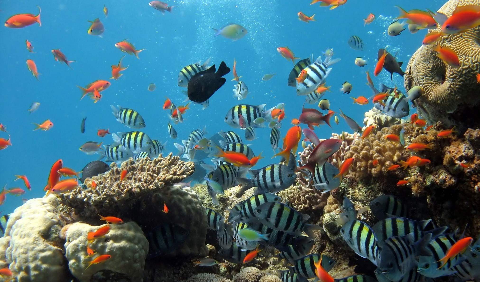 shoal of many colorful fish in clear water