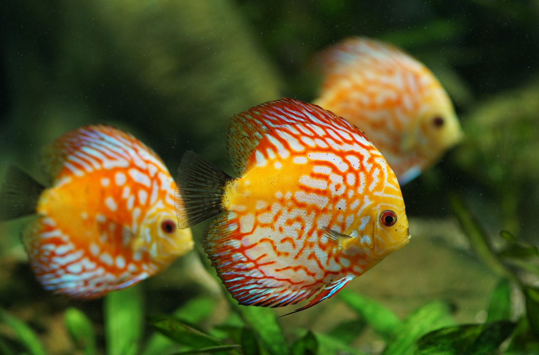 three fish under water around sea weed