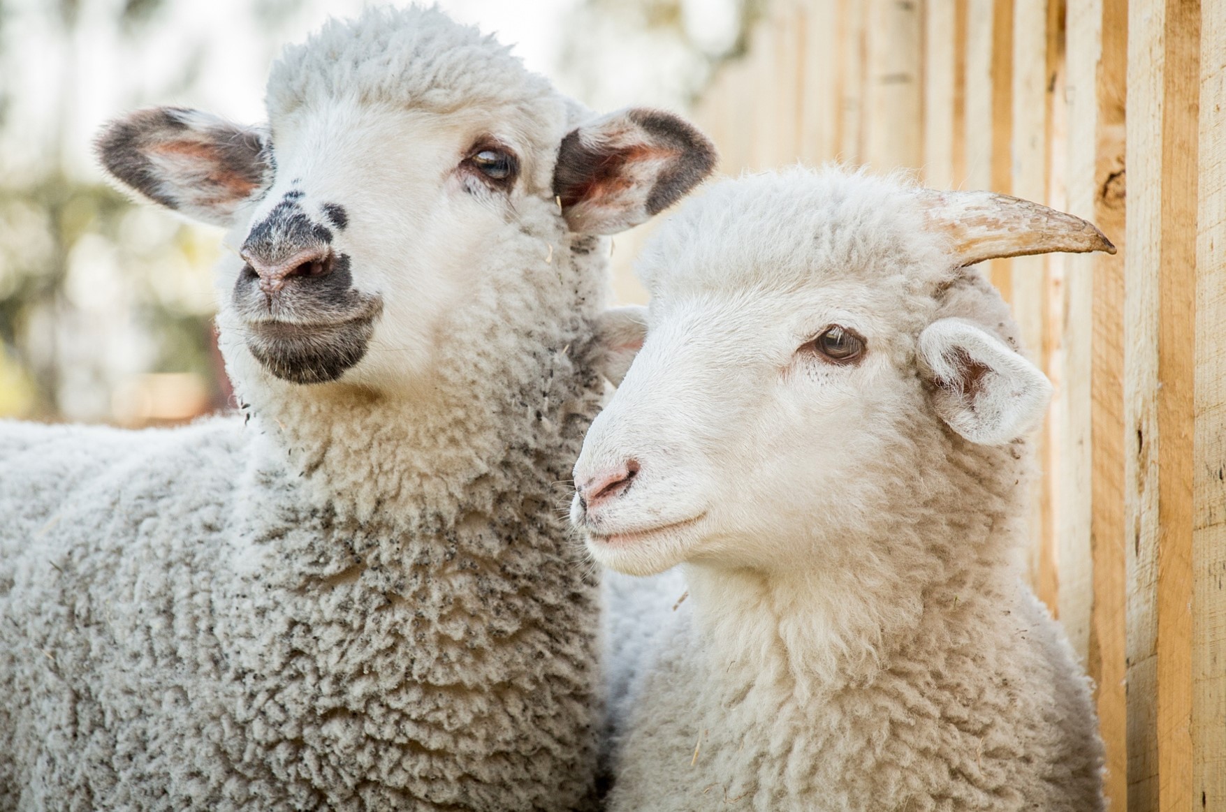 Two happy sheep stand together