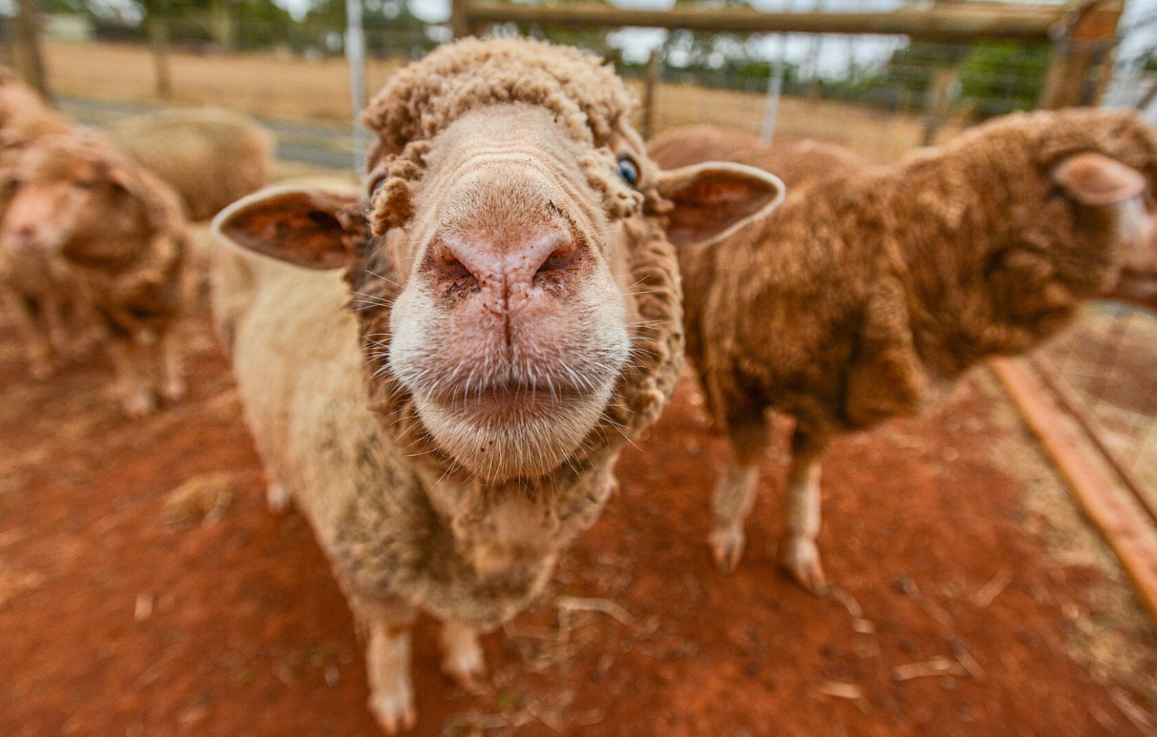 A sheep looks curiously into the camera