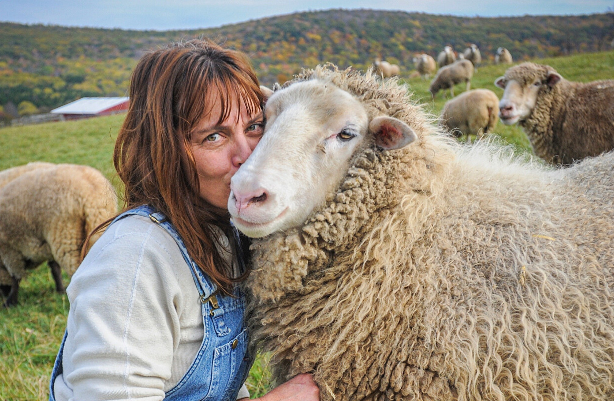 A sheep in a field happily receiving a cuddle from a person
