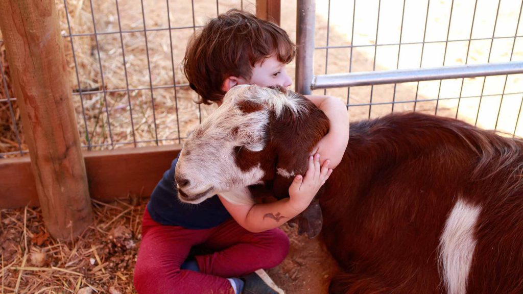ein kleines Kind umarmt eine Ziege